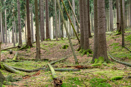 Trees in the park