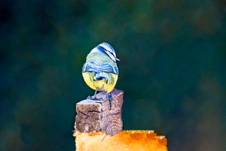 Great tit in winterの写真素材