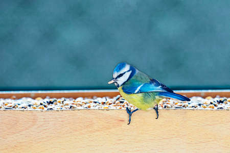 Great tit in winterの写真素材