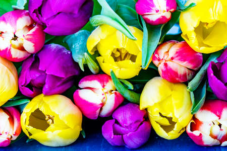 Fresh colorful tulipsの写真素材