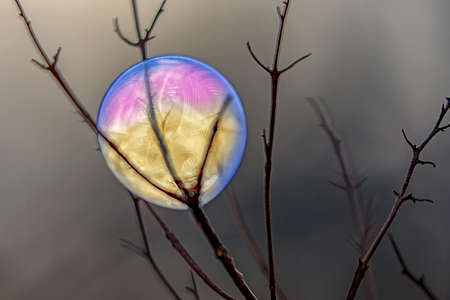 Frozen soap bubble in the branch