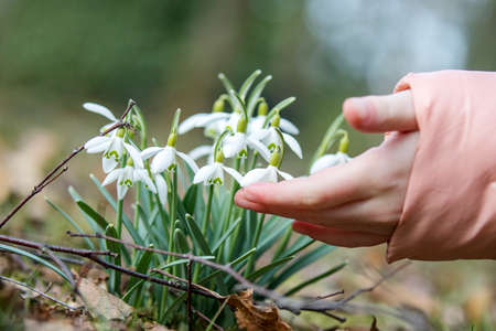 Child touches snowdrop with fingerの写真素材