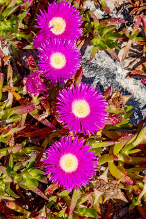 Midday flower in natural environmentの写真素材