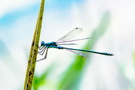 Dragonfly hangs on the blade of grass
