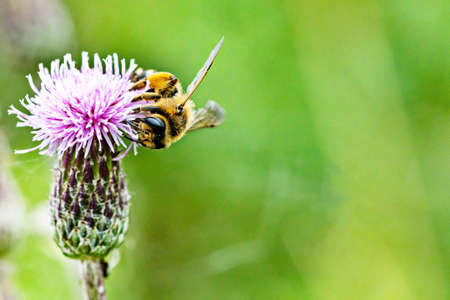 Bee on blooming flower