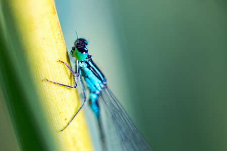 Dragonfly on the blade of grassの写真素材