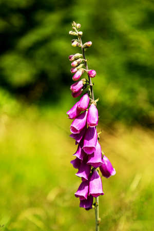 Bellflower in natural environment