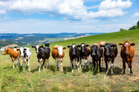 Cattle in the pasture