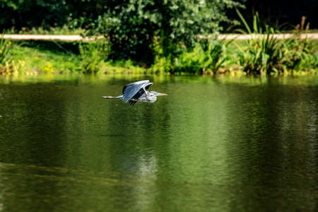 Heron at the pondの写真素材