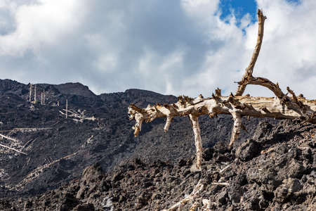 Burnt trees on the volcano Etnaの写真素材