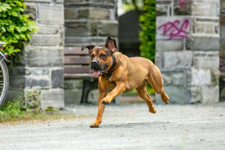 Free-running dog runs in the parkの写真素材