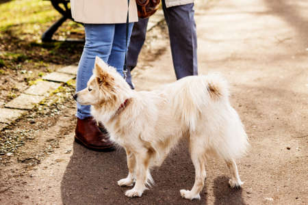 Little dog on a leash go for a walkの写真素材