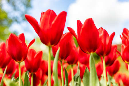 Red tulips in the fieldの写真素材