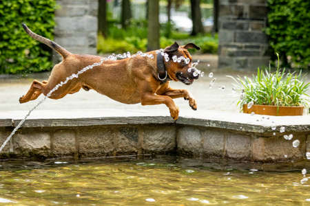 Free-running dog runs in the parkの写真素材