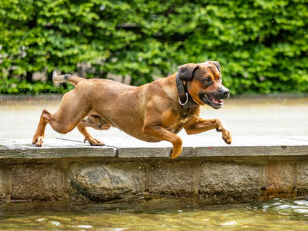 Free-running dog runs in the parkの写真素材