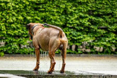 Free-running dog runs in the parkの写真素材