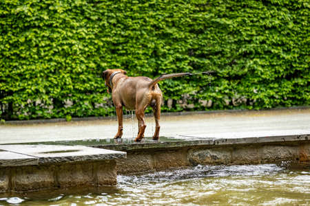 Free-running dog runs in the parkの写真素材