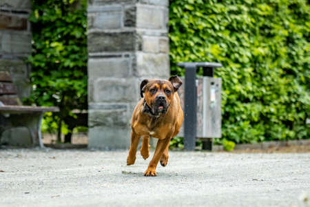 Free-running dog runs in the parkの写真素材