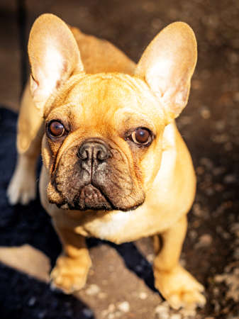 Little dog with direct viewの写真素材