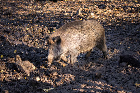 Boar digs in the forest floorの写真素材