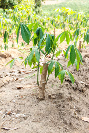 cassava or manioc plant field in Thailandの写真素材