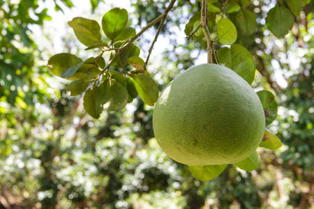 Image of a pomelo growing in an orchard の写真素材