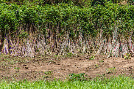 cassava or manioc plant field in Thailandの写真素材