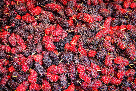 The red and purple of Mulberry berries backgroundの写真素材