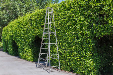 Aluminum ladder with wall green plant,の写真素材