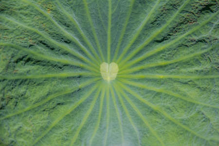 Lotus leaf surface,Lotus leaf textureの写真素材