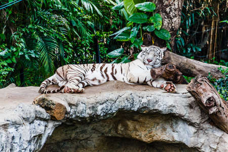 WHITE TIGER の写真素材