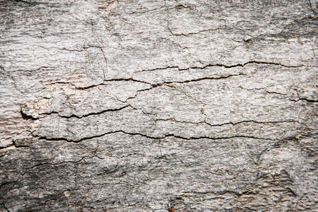 Bark of  Wood Tree Texture Background Pattern