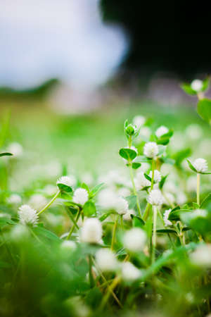the flower grass ,backgroundの写真素材
