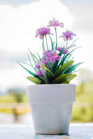 the flower in a flower pot on an white table with backgroundの写真素材
