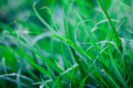 the Green grass  leaf with rain drop, backgroundの写真素材