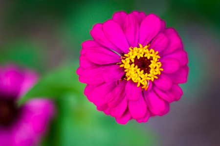 the background, flower gardenの写真素材