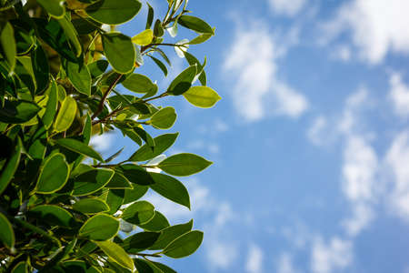 Green leaves and blue sky with cloundの写真素材