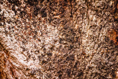 the Bark of Old Wood Tree Texture Background Patternの写真素材
