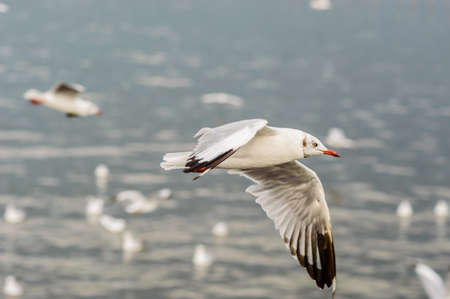 Seagulls flying gracefully on the skyの写真素材