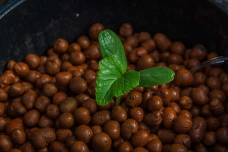 melon tree growing in the plastic pot with the Clay tabletの写真素材