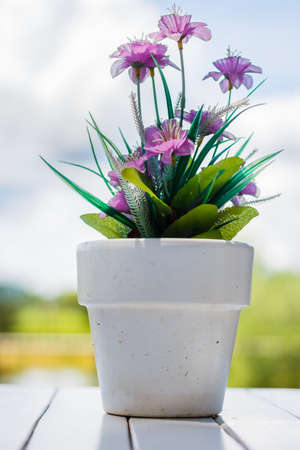 the flower in a flower pot on an white table with backgroundの写真素材