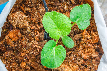 melon tree growing in the plastic pot with the Clay tabletの写真素材