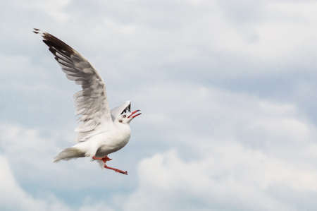 Seagulls flying gracefully on the skyの写真素材