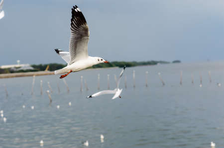 Seagulls flying gracefully on the skyの写真素材