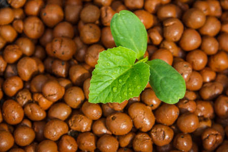 melon tree growing in the plastic pot with the Clay tabletの写真素材