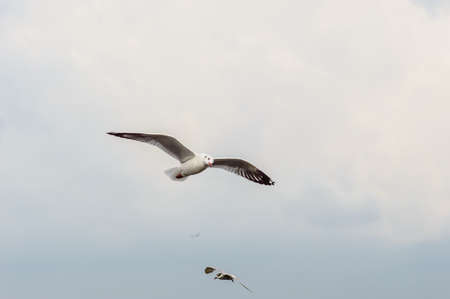 Seagulls flying gracefully on the skyの写真素材