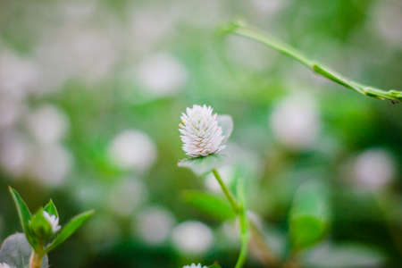 the flower grass ,backgroundの写真素材