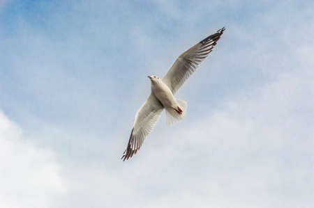 Seagulls flying gracefully on the skyの写真素材