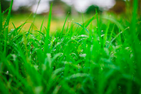 the Green grass  leaf with rain drop, backgroundの写真素材
