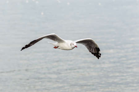 Seagulls flying gracefully on the skyの写真素材